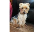 Adopt Jessie a Yorkshire Terrier