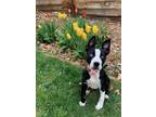 Adopt Tulip a Border Collie, Pit Bull Terrier