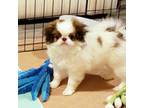 Japanese Chin Puppy for sale in Reading, PA, USA