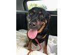 Adopt Monica a Rottweiler, Labrador Retriever