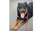 Adopt Monica a Rottweiler, Labrador Retriever