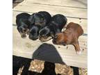 Shih Tzu Puppy for sale in Marion, MI, USA