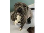 Adopt Lil Miss. Hippo 368-24 a Pit Bull Terrier, Mixed Breed