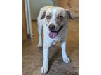 Adopt Wiggles 369-24 a Beagle, Mixed Breed