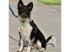 Adopt TRUDY - Paws Behind Bars Trained a Australian Shepherd