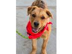 Adopt Syntagma a Labrador Retriever, Cattle Dog