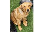 Adopt Syntagma a Labrador Retriever, Cattle Dog
