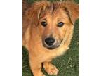 Adopt Kifissia a Australian Shepherd