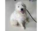 Adopt Mary Katherine a Poodle