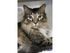 Adopt Nessa a Domestic Long Hair, Maine Coon