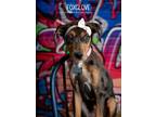 Adopt Foxglove a Catahoula Leopard Dog