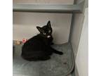 Adopt Munchkin a Domestic Short Hair