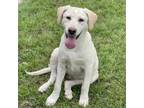 Adopt Selena 24-03-082 a Labrador Retriever
