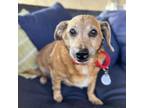 Adopt Watusi a Dachshund