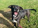 Adopt Daisy (Momma) a Labrador Retriever, Catahoula Leopard Dog