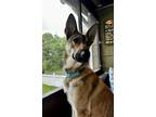 Adopt Honey (Shepherd Trio) a German Shepherd Dog