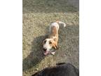 Adopt Sonia a Basset Hound