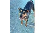 Adopt Treah a Pit Bull Terrier, Mixed Breed