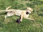 Adopt Sasha (formerly Sandy) a Golden Retriever, Greyhound