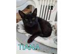 Adopt Tiana AT Petsmart Rochester a Domestic Short Hair