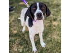 Adopt Mandy a German Shorthaired Pointer