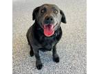 Adopt Ember a Mixed Breed, Labrador Retriever