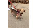 Adopt Marnie a Dachshund