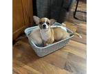 Chihuahua Puppy for sale in Toledo, OH, USA