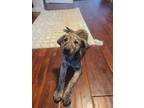 Adopt Janice a Dutch Shepherd, Cattle Dog