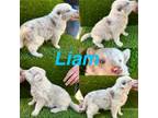 Border Collie Puppy for sale in Newport Beach, CA, USA