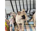 Pug Puppy for sale in Cincinnati, OH, USA