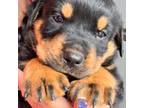 Rottweiler Puppy for sale in Ocoee, FL, USA
