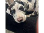 Great Dane Puppy for sale in Windsor, CO, USA