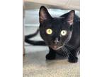 Adopt Ocean a Domestic Short Hair