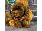 Shih-Poo Puppy for sale in Oswego, IL, USA