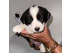 Cardigan Welsh Corgi Puppy for sale in Soledad, CA, USA