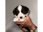 Cardigan Welsh Corgi Puppy for sale in Soledad, CA, USA