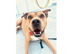 Adopt Blossom a American Staffordshire Terrier