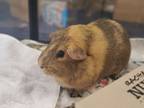 Adopt Nugget a Guinea Pig