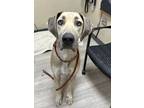 Adopt Sweetums a Great Dane