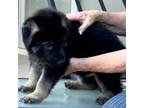 German Shepherd Dog Puppy for sale in Avondale, AZ, USA