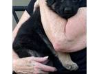German Shepherd Dog Puppy for sale in Avondale, AZ, USA