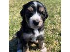 Mutt Puppy for sale in Newport, ME, USA