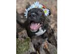 Adopt Roxy a Pit Bull Terrier, Mixed Breed