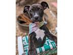 Adopt Roxy a Pit Bull Terrier, Mixed Breed
