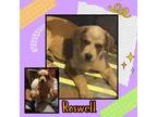 Adopt Roswell a Australian Cattle Dog / Blue Heeler, Great Pyrenees