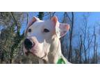 Adopt Emily a Boxer, American Staffordshire Terrier