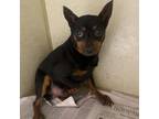 Adopt Crimson a Miniature Pinscher