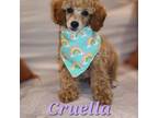 Poodle (Toy) Puppy for sale in Scottsboro, AL, USA