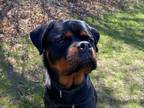 Adopt Shadow a Rottweiler, Mixed Breed